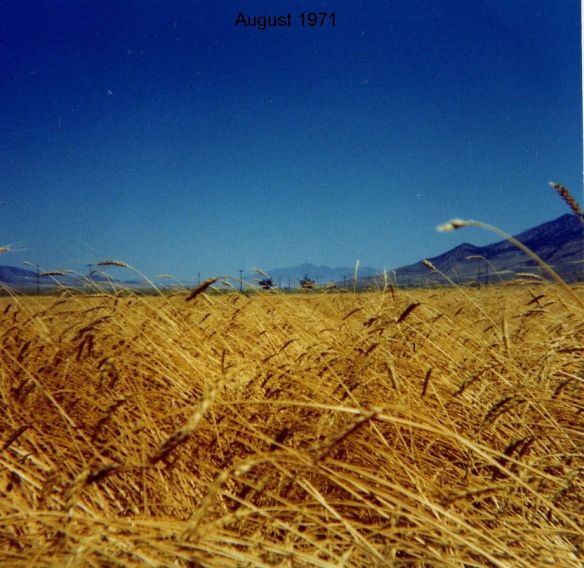 connie ward girl with a past blog genealogy family history biographies legacy farm